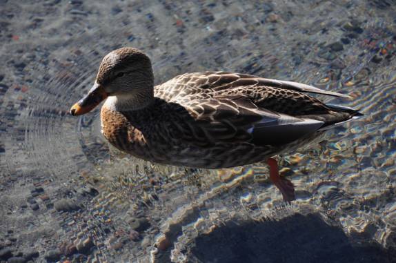 Já quase no inverno, apenas os patos ainda tem coragem de continuar nadando nas limpas e gélidas águas do Diamond Lake, na Umpqua National Forest, no sul do Oregon, estado da costa oeste dos Estados Unidos